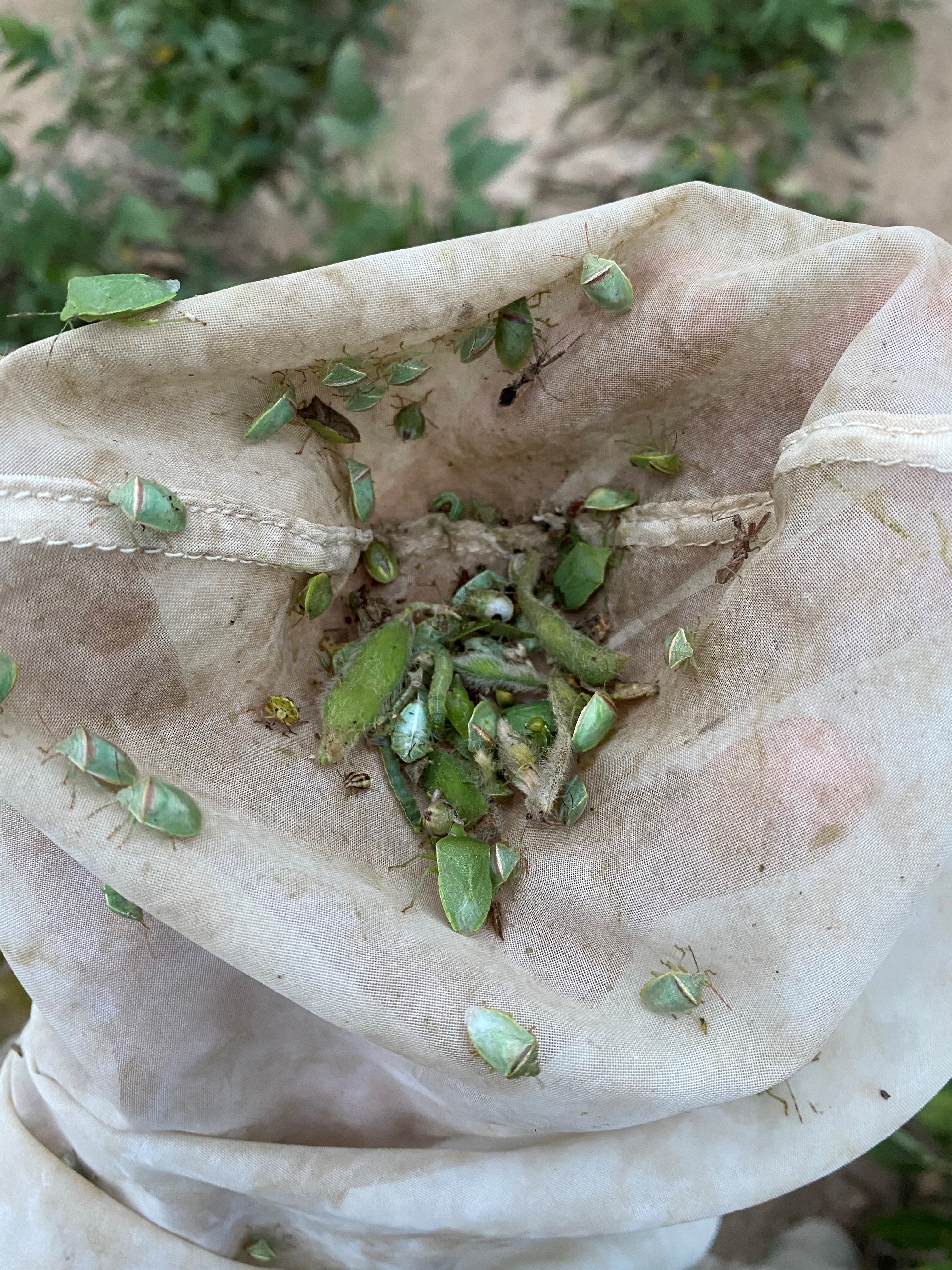 Stink Bug Net Catchjpg